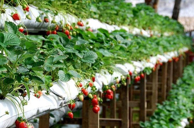 Cameron Highlands Day Tour From Kuala Lumpur 2025 - FAQ