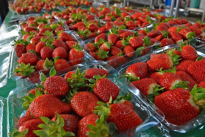 Cameron Highlands Day Tour From Kuala Lumpur - Meeting and Pickup Details