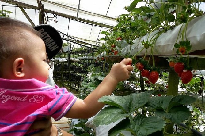 Cameron Highlands Day Tour From Kuala Lumpur - Booking Details