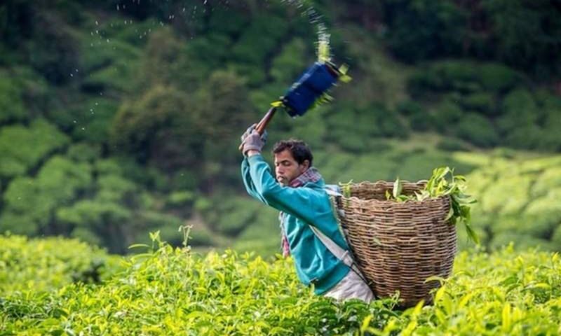 Cameron Highlands Day Tour from Penang - At a glance