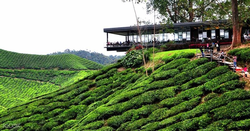 Cameron Highlands Day Tour from Penang - The long road from Penang to the tea hills