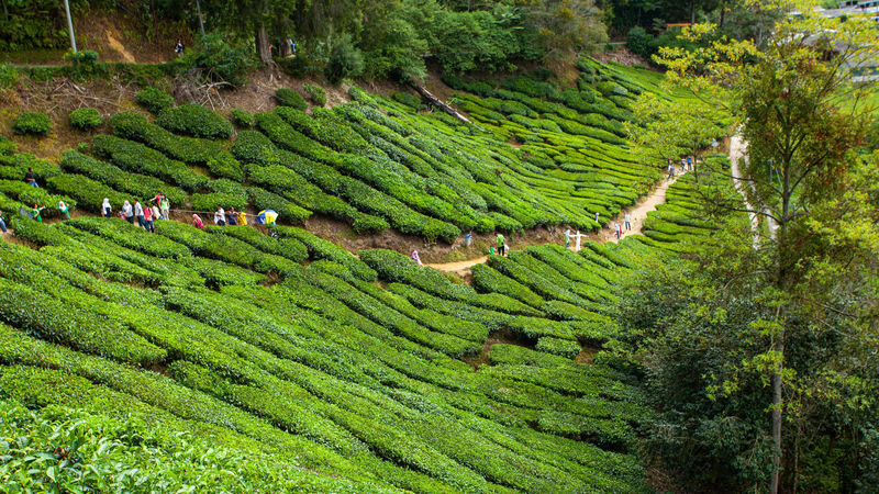 Cameron Highlands Day Trip from Ipoh - A full day out from Ipoh