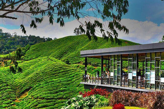 Cameron Highlands Full Day Join in Tour - Good To Know
