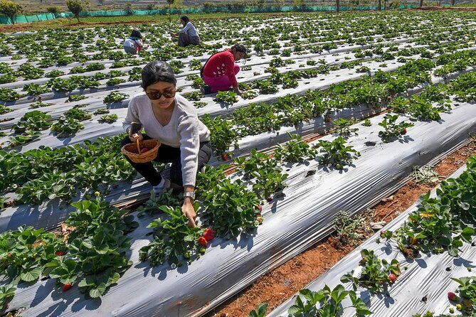 Cameron Highlands Full Day Join in Tour - Practical Tips for the Tour