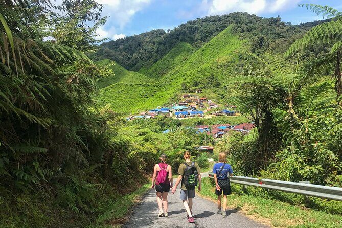 Cameron Highlands Full Day Join in Tour - Who is This Tour Best For?