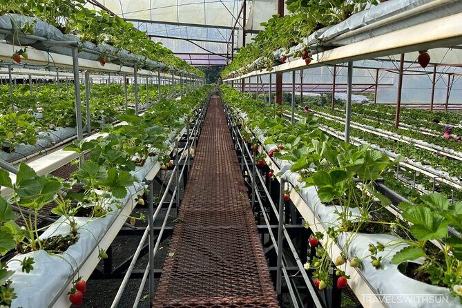 Cameron Highlands Full Day Join in Tour - FAQ