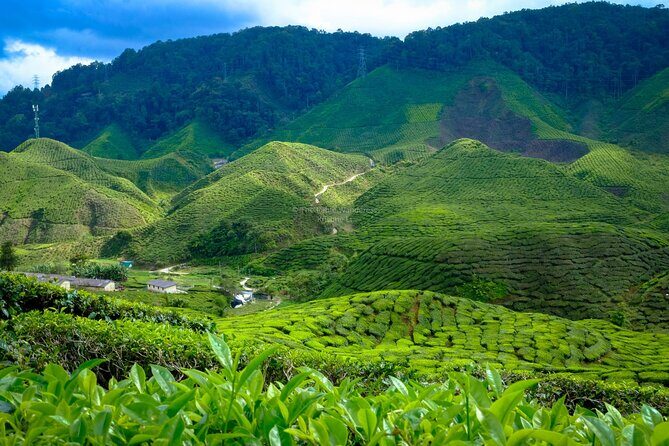 Cameron Highlands Full Day Join in Tour - Good To Know