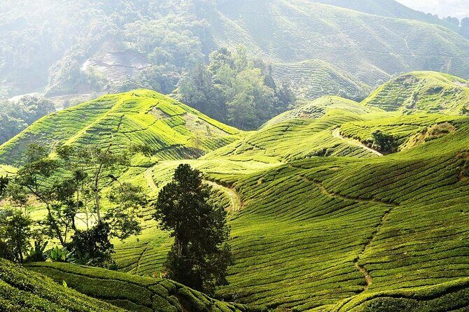 Cameron Highlands Full Day Join in Tour - Exploring the Richness of Cameron Highlands in a Day