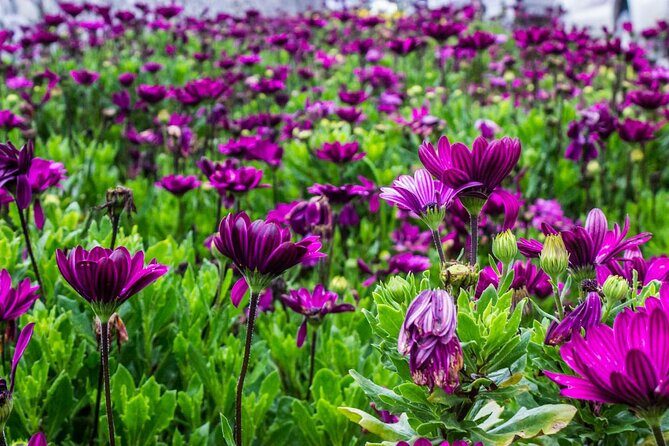 Cameron Highlands Full Day Join in Tour - Authentic Experiences and Notable Insights
