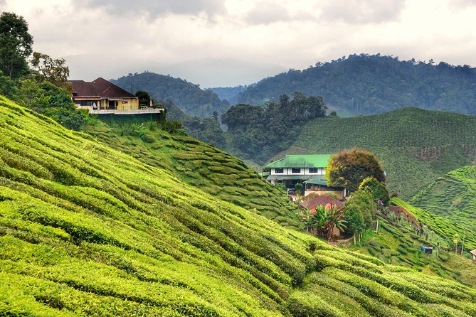 Cameron Highlands Full-Day Nature Tour - Included Services