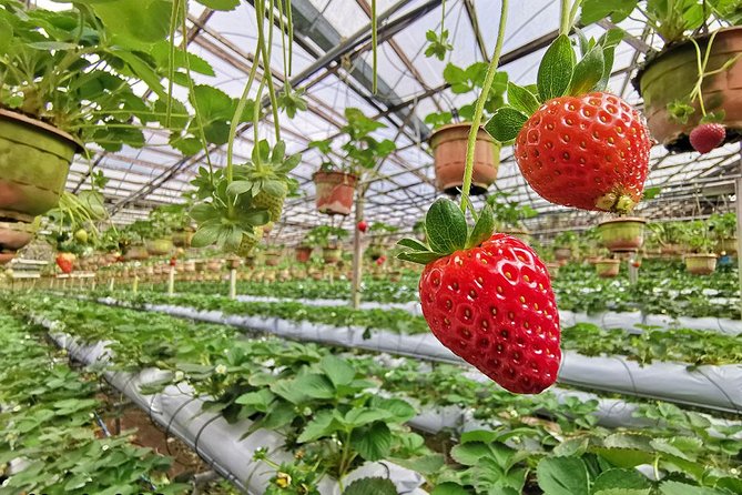 Cameron Highlands Full-Day Nature Tour - Frequently Asked Questions