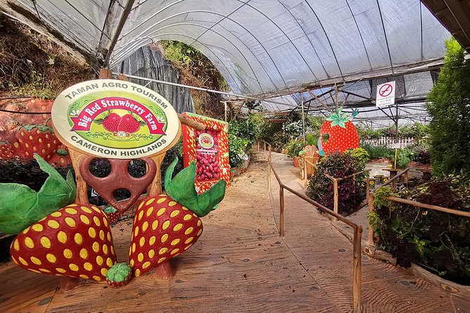 Cameron Highlands Full-Day Nature Tour - The Sum Up