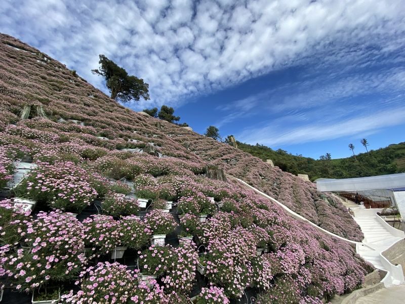 Cameron Highlands Full Day Sightseeing Tour - Key points to know before you go