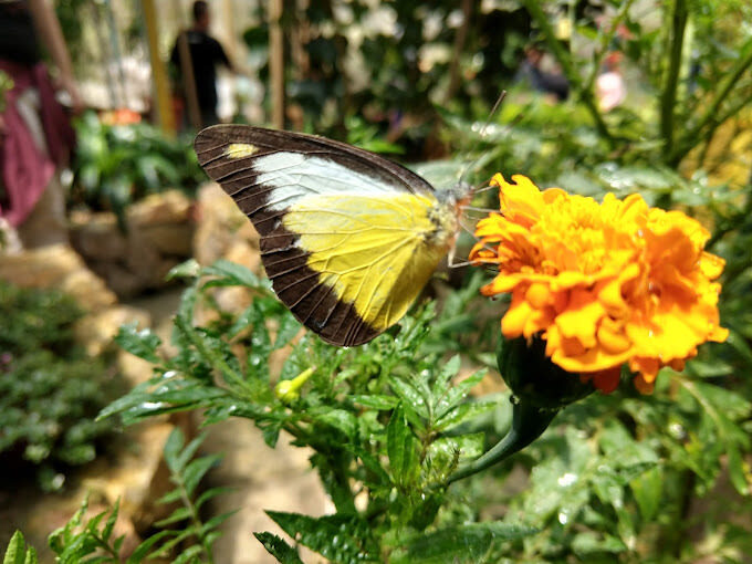 Cameron Highlands Full Day Sightseeing Tour - Flora Park deserves the time