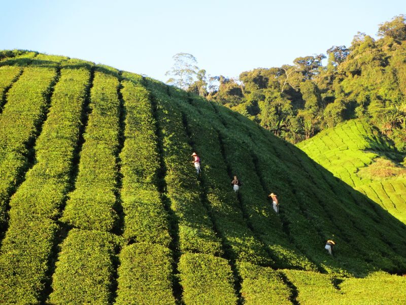 Cameron Highlands Full Day Sightseeing Tour - What the guide adds, and what can vary