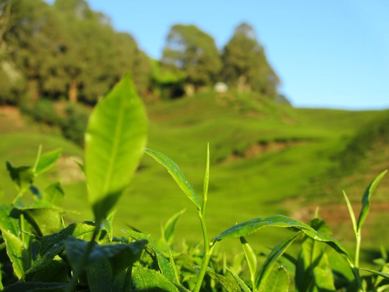 Cameron Highlands Full Day Sightseeing Tour - Is the price good value?