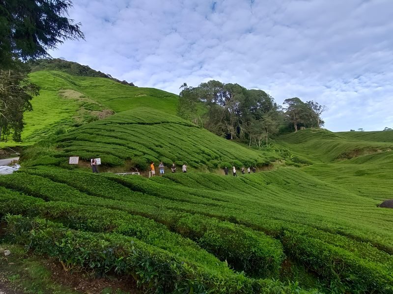 Cameron Highlands Full Day Tour - What the day costs, and what it buys you
