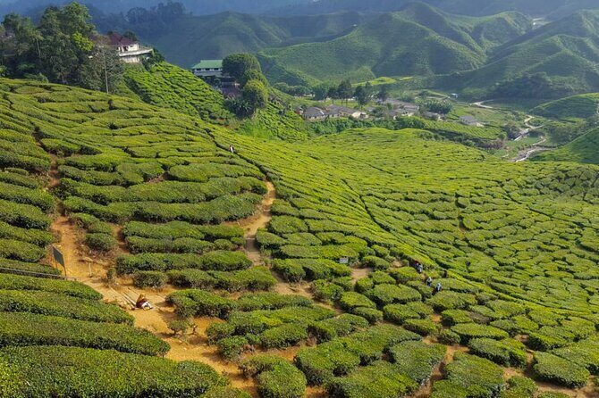 Cameron Highlands Full-Day Tour from Ipoh with Lunch - Frequently Asked Questions