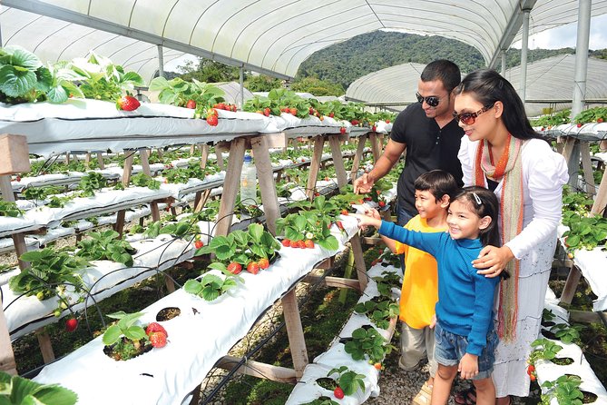 Cameron Highlands Full Day Tour (Pick up From Kuala Lumpur) - Accessibility Information