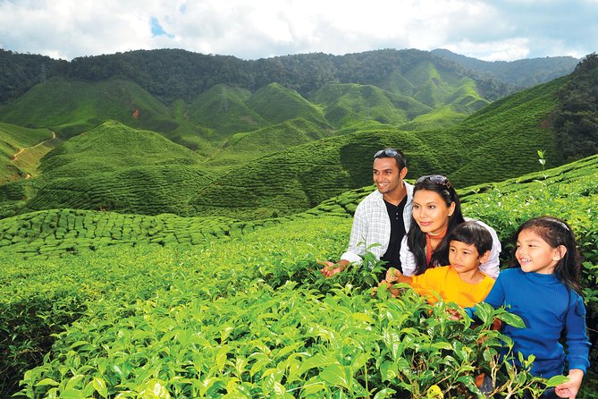 Cameron Highlands Full Day Tour (Pick up From Kuala Lumpur) - Operator Details