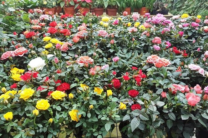 Cameron Highlands Full Day Tour (Pick up From Kuala Lumpur) - Cancellation Policy