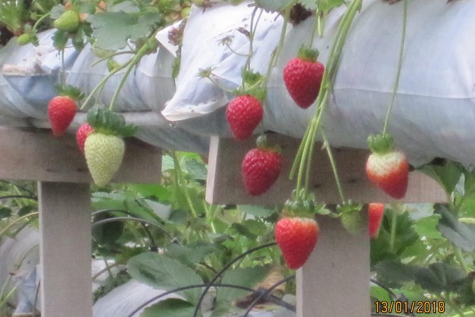 Cameron Highlands, Garden of Nature Full Day Private Guided Tour - Meal Inclusions