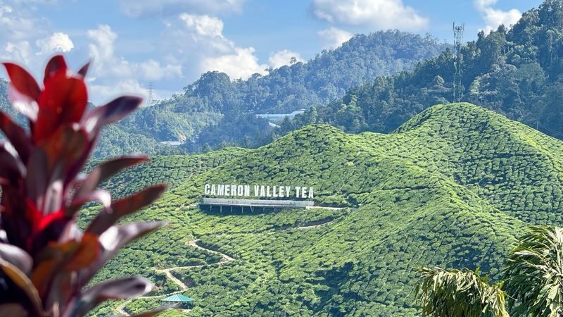 Cameron Highlands Guided Day Tour with Lunch (SIC) - At a glance
