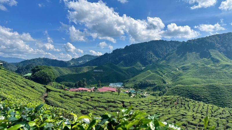 Cameron Highlands Guided Day Tour with Lunch (SIC) - A long ride to cooler tea country