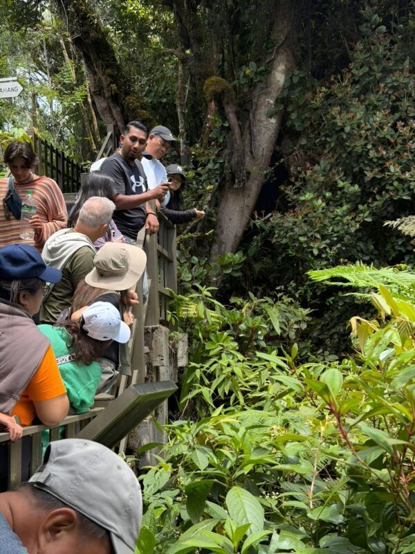 Cameron Highlands Half-Day Mossy Forest and Tea Plantation Tour - Boh Tea Plantation: views with a cup on the side