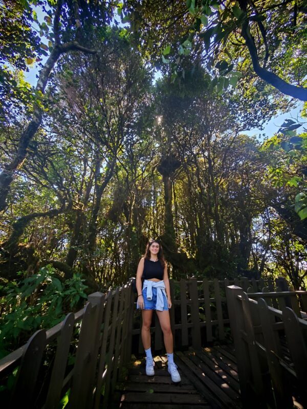 Cameron Highlands Half-Day Mossy Forest and Tea Plantation Tour - Guides and transport shape the day