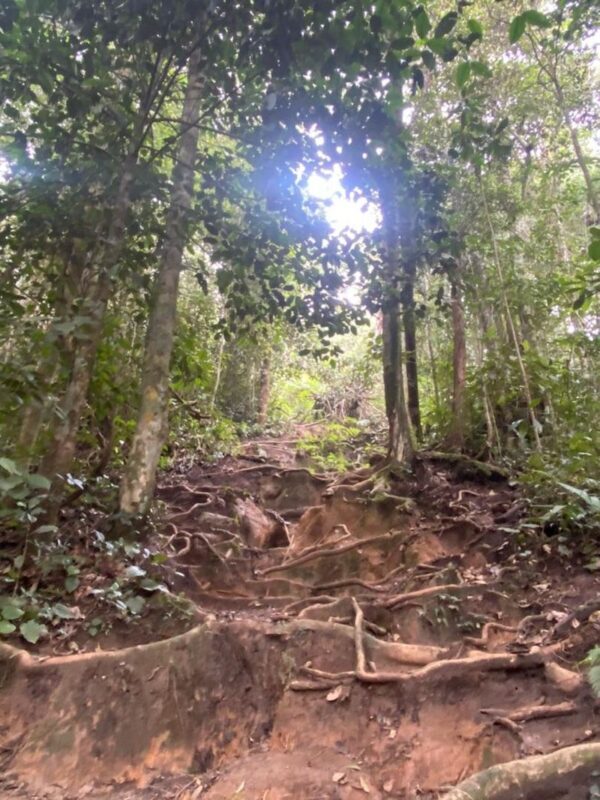 Cameron Highlands - Hit The Trails - What the full-day plan offers