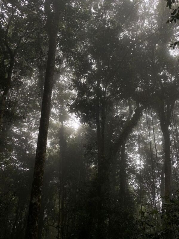 Cameron Highlands - Hit The Trails - A tea factory visit at Sungai Palas