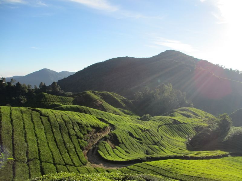 Cameron Highlands - Hit The Trails - Booking details to know