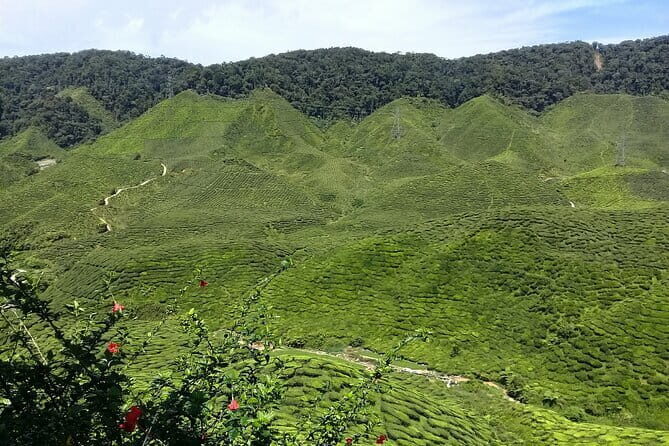 Cameron Highlands Multi Days Tour - Good To Know