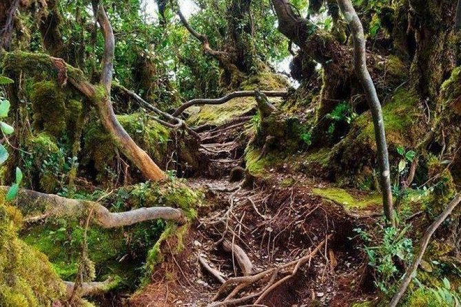 Cameron Highlands: Natures Wonder Amazing Rafflesia Explorer - Meeting and Pickup