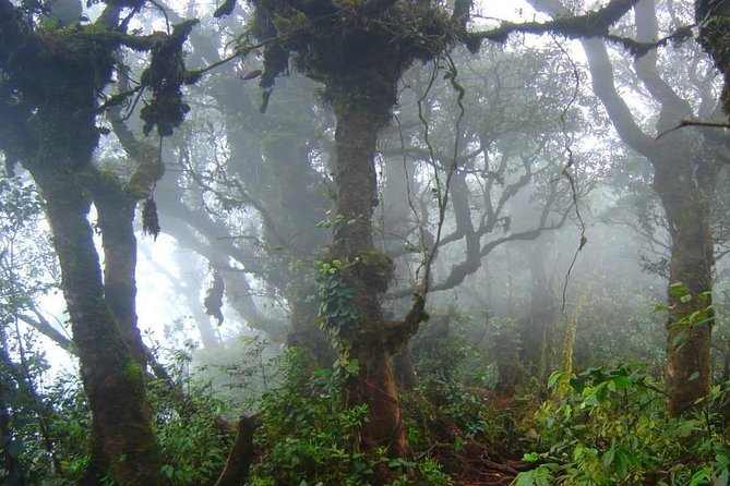 Cameron Highlands: Natures Wonder Amazing Rafflesia Explorer - Reviews