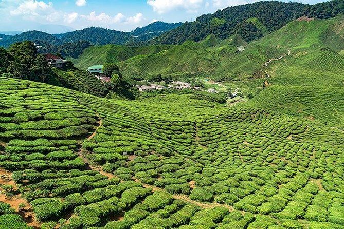 Cameron Highlands One Day Trip from Kuala Lumpur Privately Organised - Good To Know
