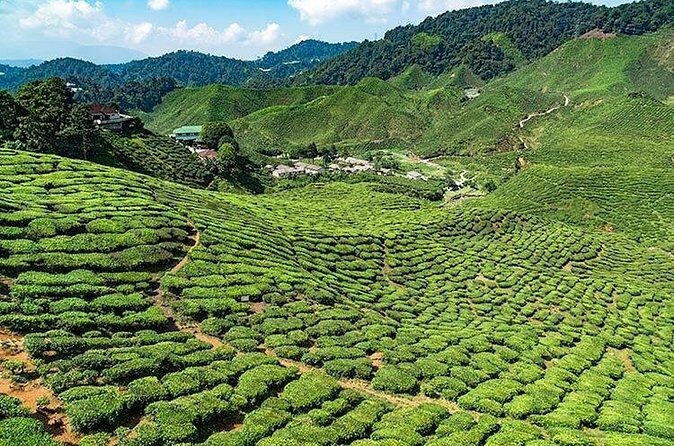 Cameron Highlands One Day Trip from Kuala Lumpur Privately Organised - Final Thoughts