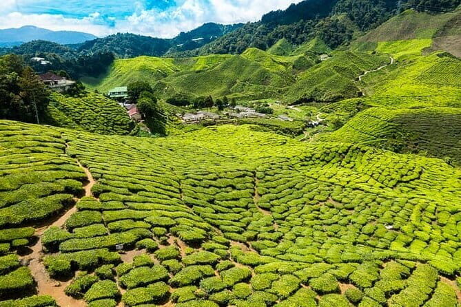 Cameron Highlands Private Day Tour from Ipoh, Package B - Why This Tour Stands Out