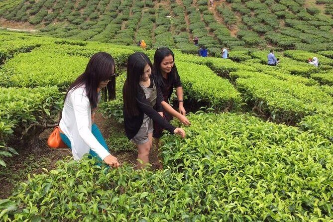 Cameron Highlands Private Day Tour from Kuala Lumpur - Good To Know