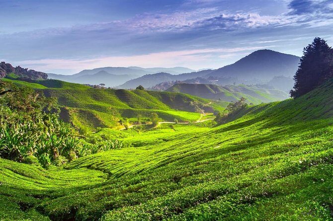 Cameron Highlands Private Day Tour from Kuala Lumpur - Why This Tour Offers Great Value