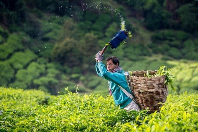 Cameron Highlands Private Day Tour from Kuala Lumpur - Final Thoughts