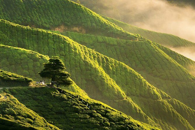 Cameron Highlands Private Day Tour from Kuala Lumpur - Who Is This Tour Best Suited For?