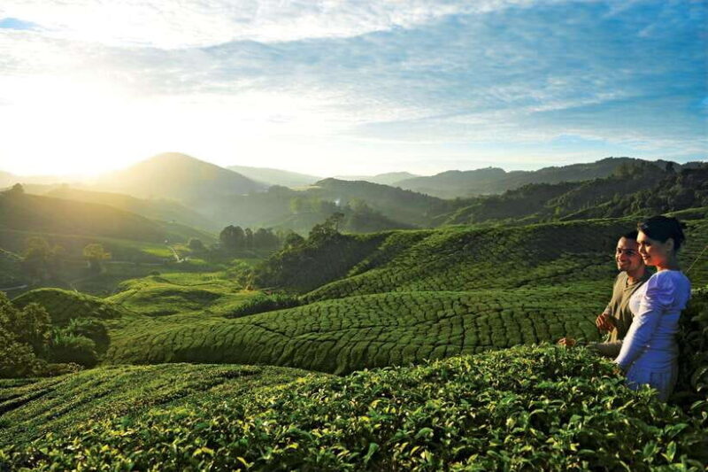 Cameron Highlands Private Day Tour from Kuala Lumpur - Authentic Insights from Reviews