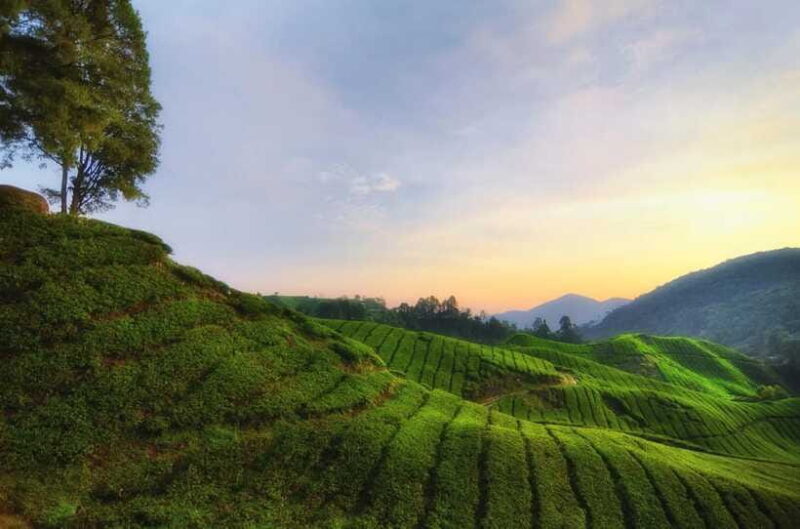 Cameron Highlands Private Day Tour from Kuala Lumpur - Is This Tour Worth It?