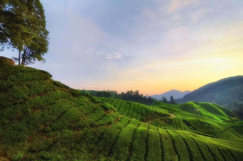 Cameron Highlands Private Day Tour from Kuala Lumpur - Authentic Insights from Past Travelers
