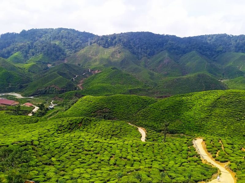 Cameron Highlands Private or Join In Day Tour from Kuala Lumpur - The useful facts at a glance