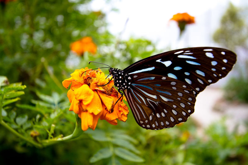 Cameron Highlands Private or Join In Day Tour from Kuala Lumpur - Flower, bee, butterfly, and cactus farms