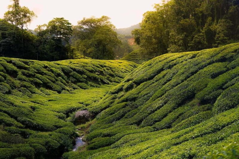 Cameron Highlands Tour - Exploring the Tea Plantations: Bharat and Cameron Valley