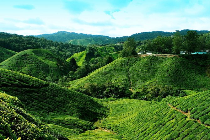 Cameron Highlands Tour From Kuala Lumpur - Traveler Tips